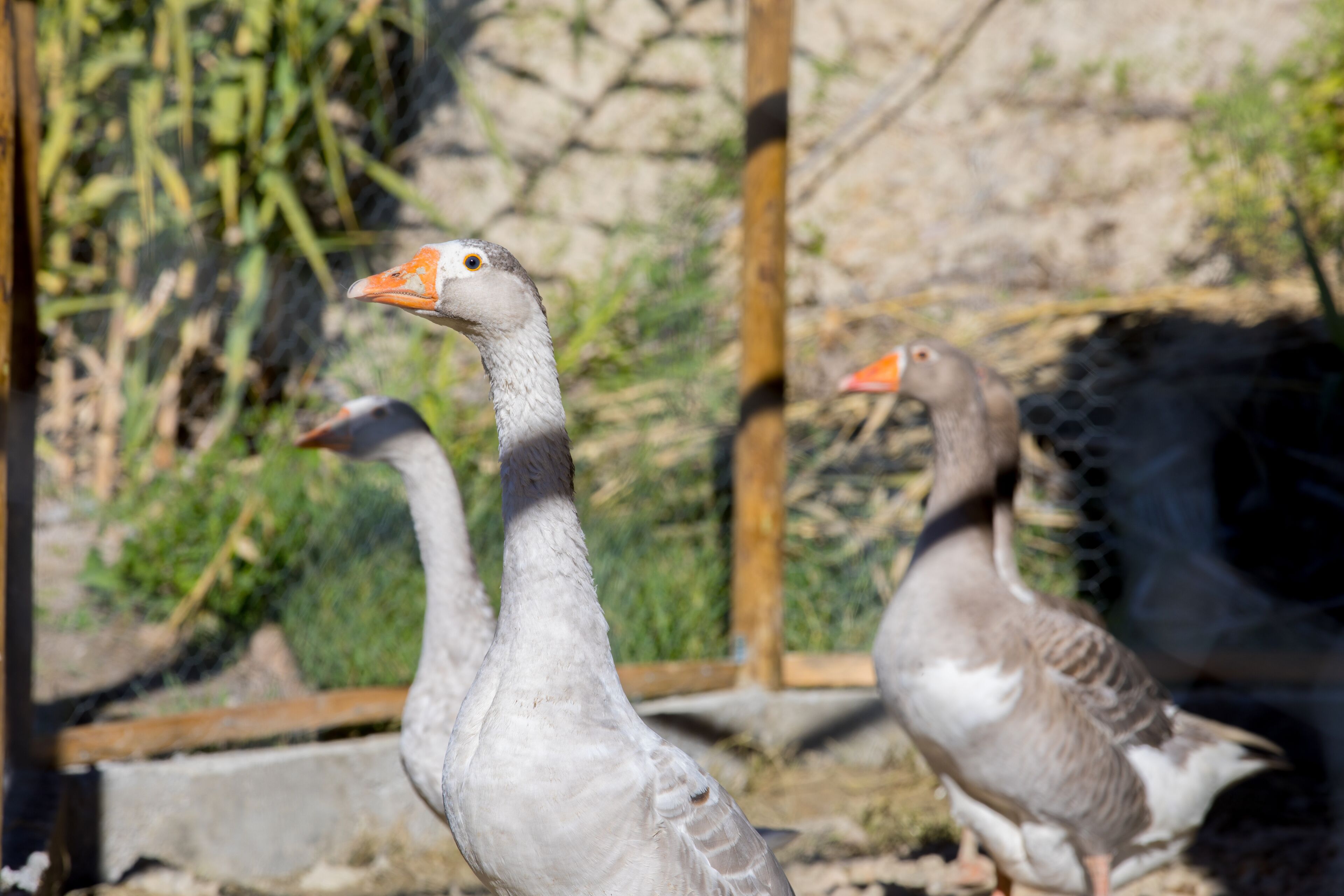 Two geese in an enclosure with a wooden fence and greenery in the background.