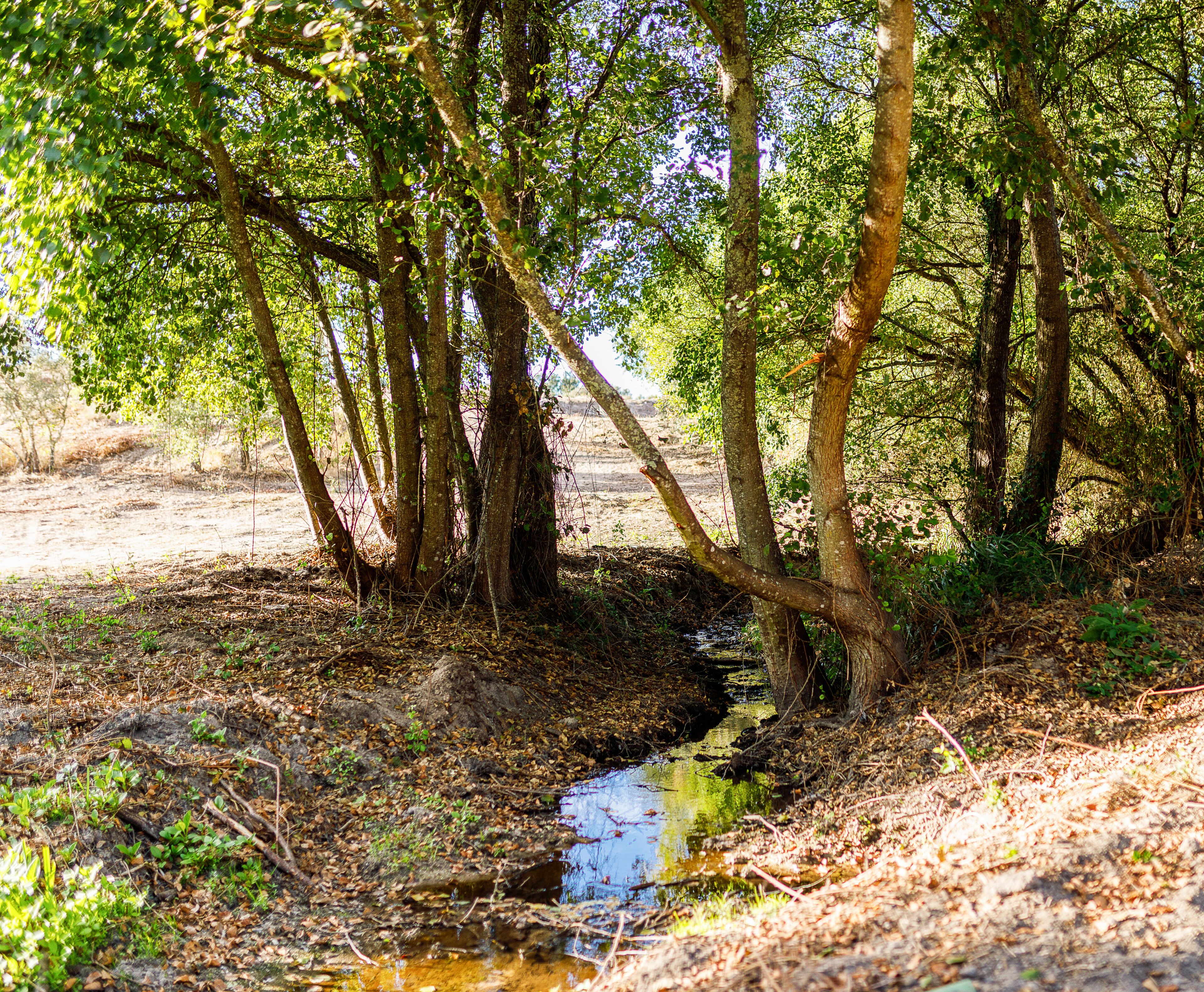 A natural forest scene with a small stream and trees.