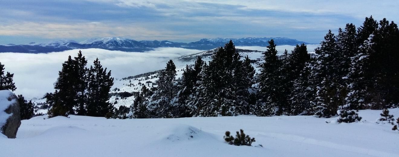 Paisaje montañoso nevado con densos árboles de hoja perenne y picos nevados a lo lejos.