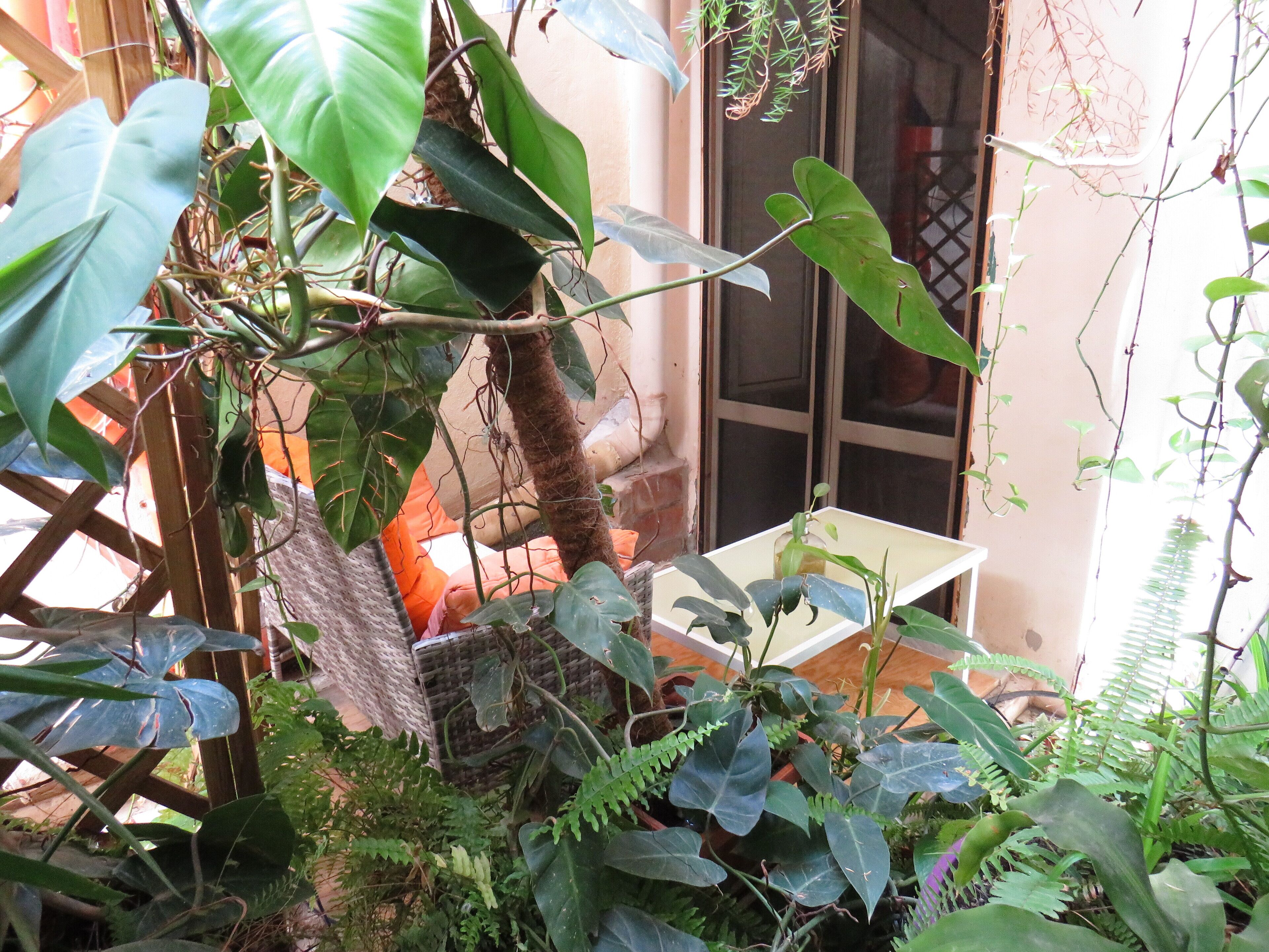 A room with a bed, a window, and various plants.