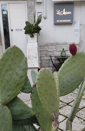 A cactus in front of a building with a sign that reads 'La Maison Bed and Breakfast.' - La Maison (Trani)