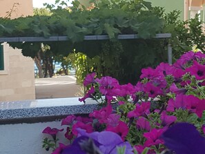 Courtyard view - Anita Punta Skala (Zadar)