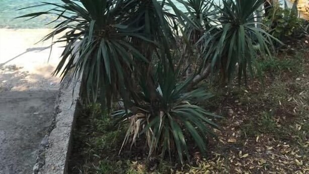 Een tropische tuin met uitzicht op een rustige zee en boten op de achtergrond.