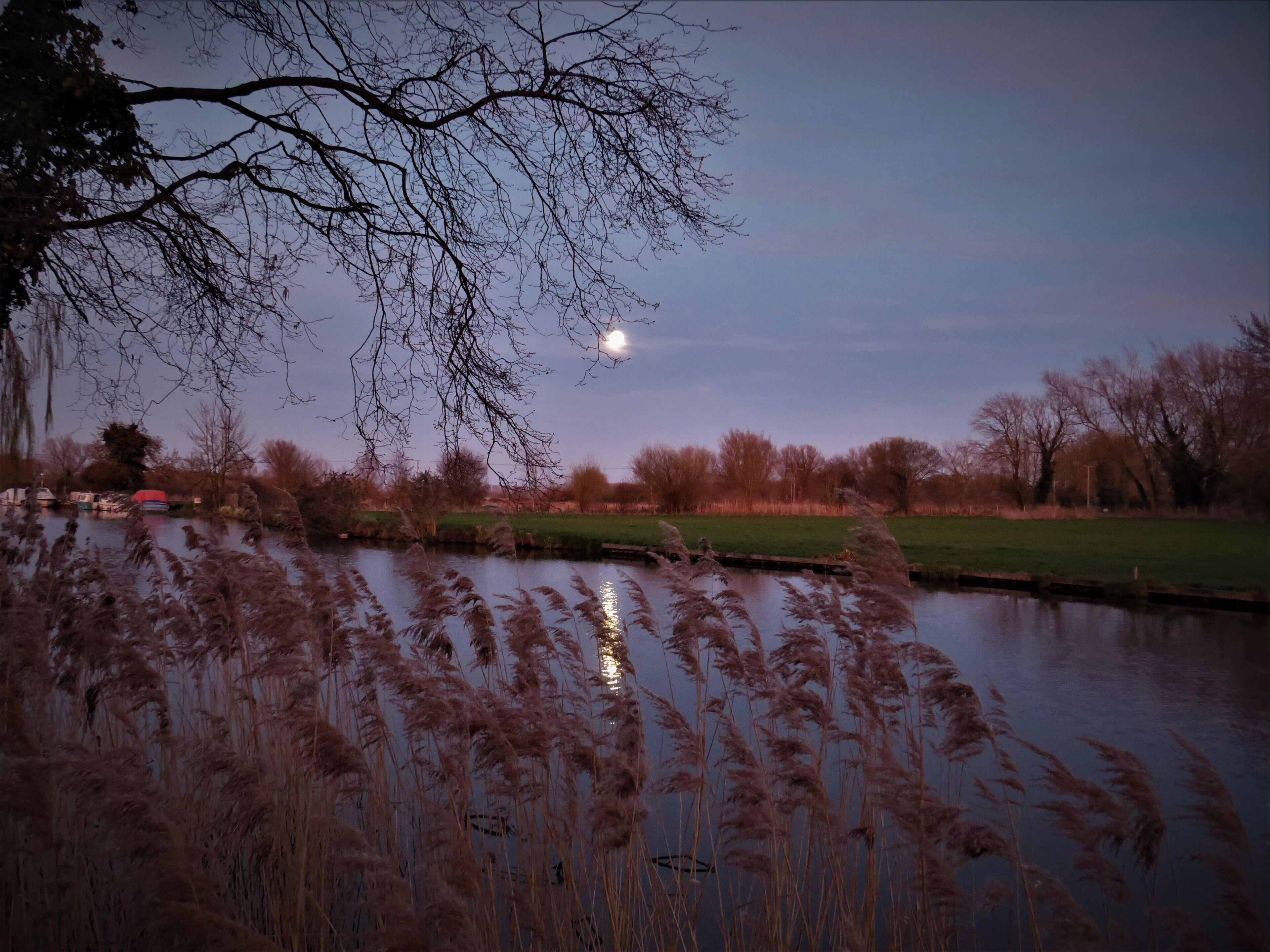 A serene riverside scene with reeds, trees, and a calm water body reflecting the moon.