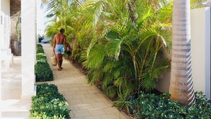 A pathway lined with palm trees and greenery, leading to a building with a white facade and a brick wall. - Palapa Suite # 2, walk to Eagle Beach (Oranjestad-West)