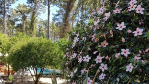 Un jardin où l’on trouve une variété de plantes, notamment un arbuste en fleurs et une plante en pot aux longues feuilles.
