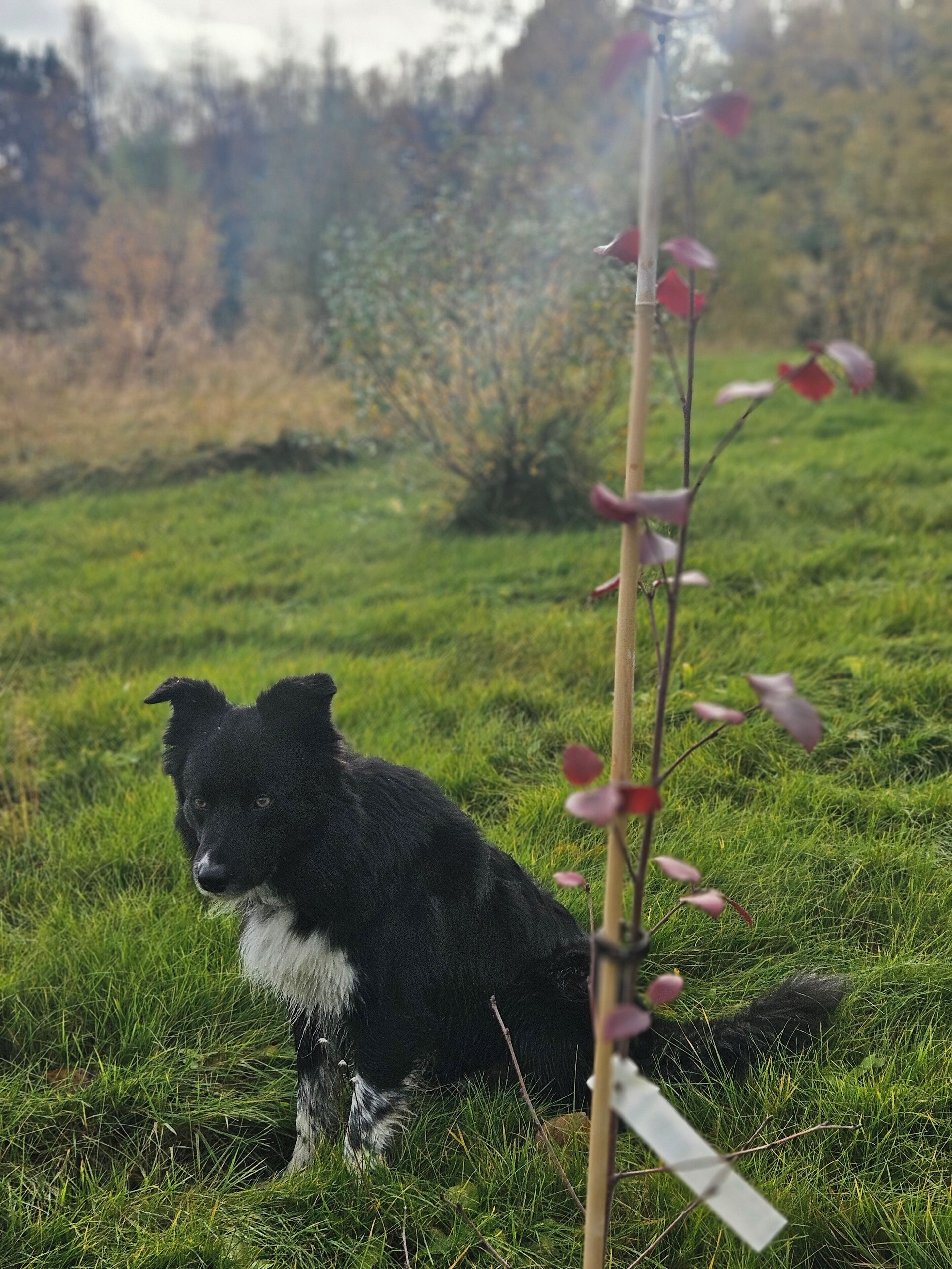A black and white dog sitting on grass with a plant in the foreground.
