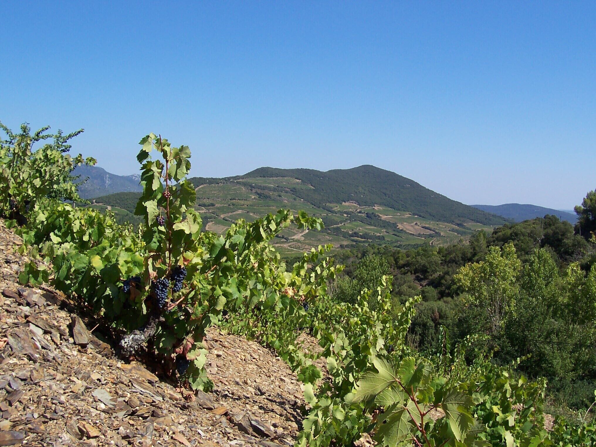 Viñedo con filas de vid y montañas al fondo.
