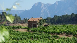 Ein Weinberg mit Reihen von Reben und ein Steinhaus im Vordergrund.