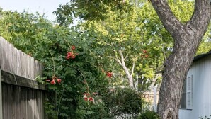 Un jardín con cerca de madera, un árbol grande y una mesa con sillas.
