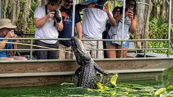A crocodile on a boat surrounded by people, some taking photos.