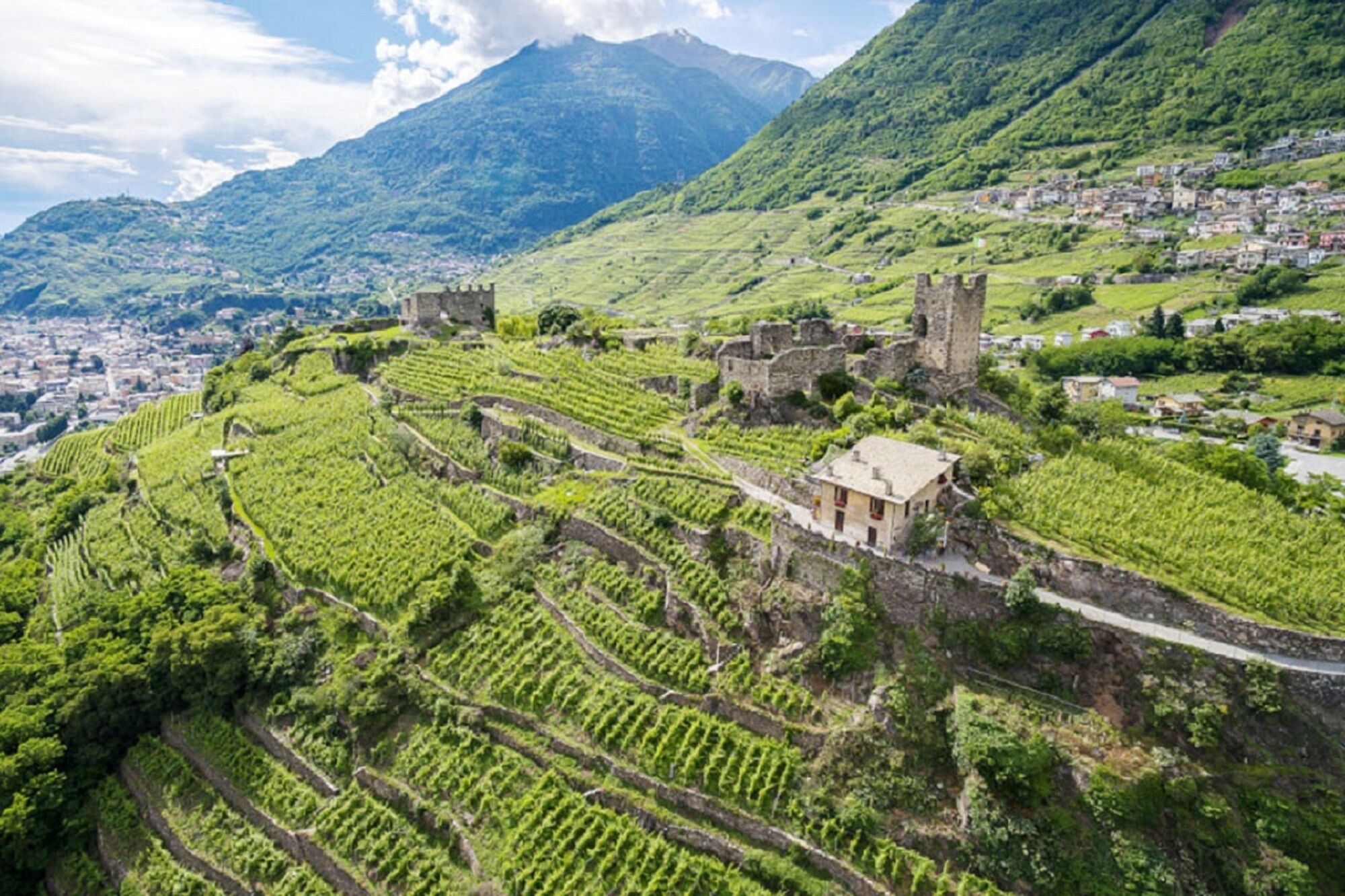 Un vigneto con filari a terrazza e un edificio storico in pietra.