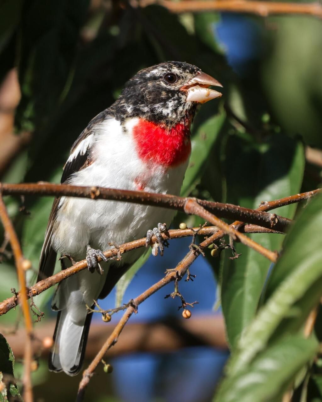 A bird perched on a branch.