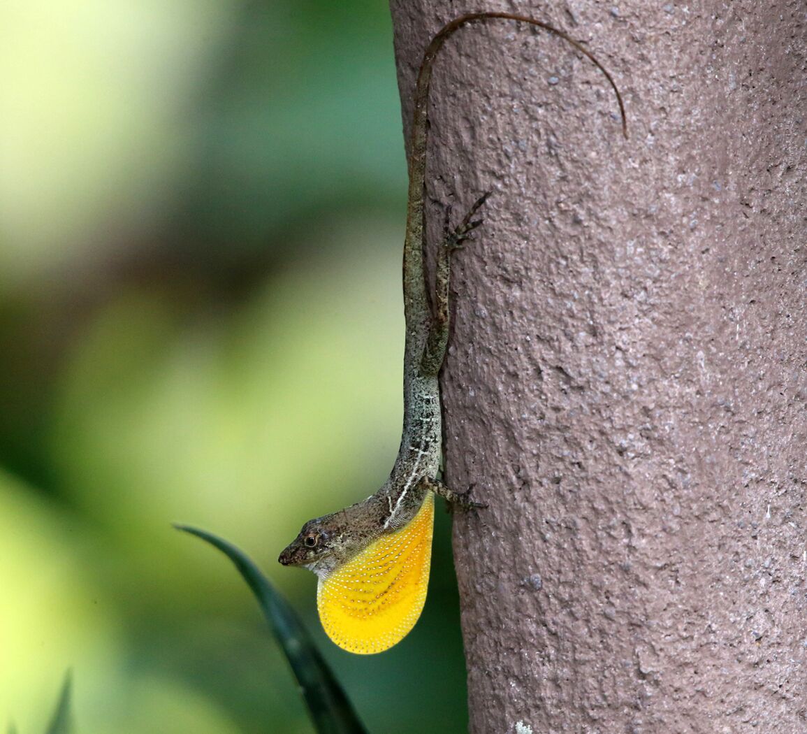 A lizard clinging to a tree trunk.