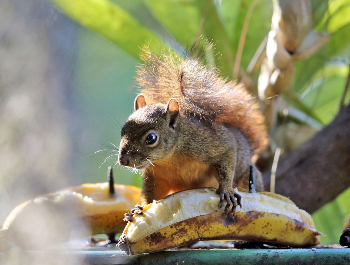 Una ardilla comiendo de una cáscara de plátano sobre una superficie metálica.