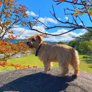 Pet-friendly - Hakuba Powder Mountain (Hakuba)