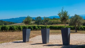 Un vignoble avec des rangées de vignes et, au premier plan, trois grands jardinières rectangulaires.