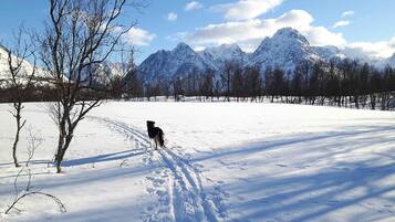 Un paysage enneigé avec un chien qui se promène sur un sentier, des arbres et des montagnes enneigées en arrière-plan.