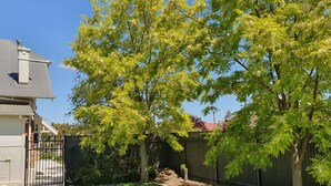 A residential backyard with a well-maintained lawn, a stone pillar, and a metal fence. - White Rocks (Tanunda)