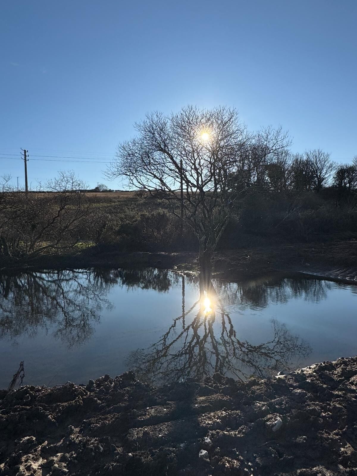 Un ciel dégagé avec une étendue d’eau calme qui reflète un arbre sans feuilles et un poteau électrique.