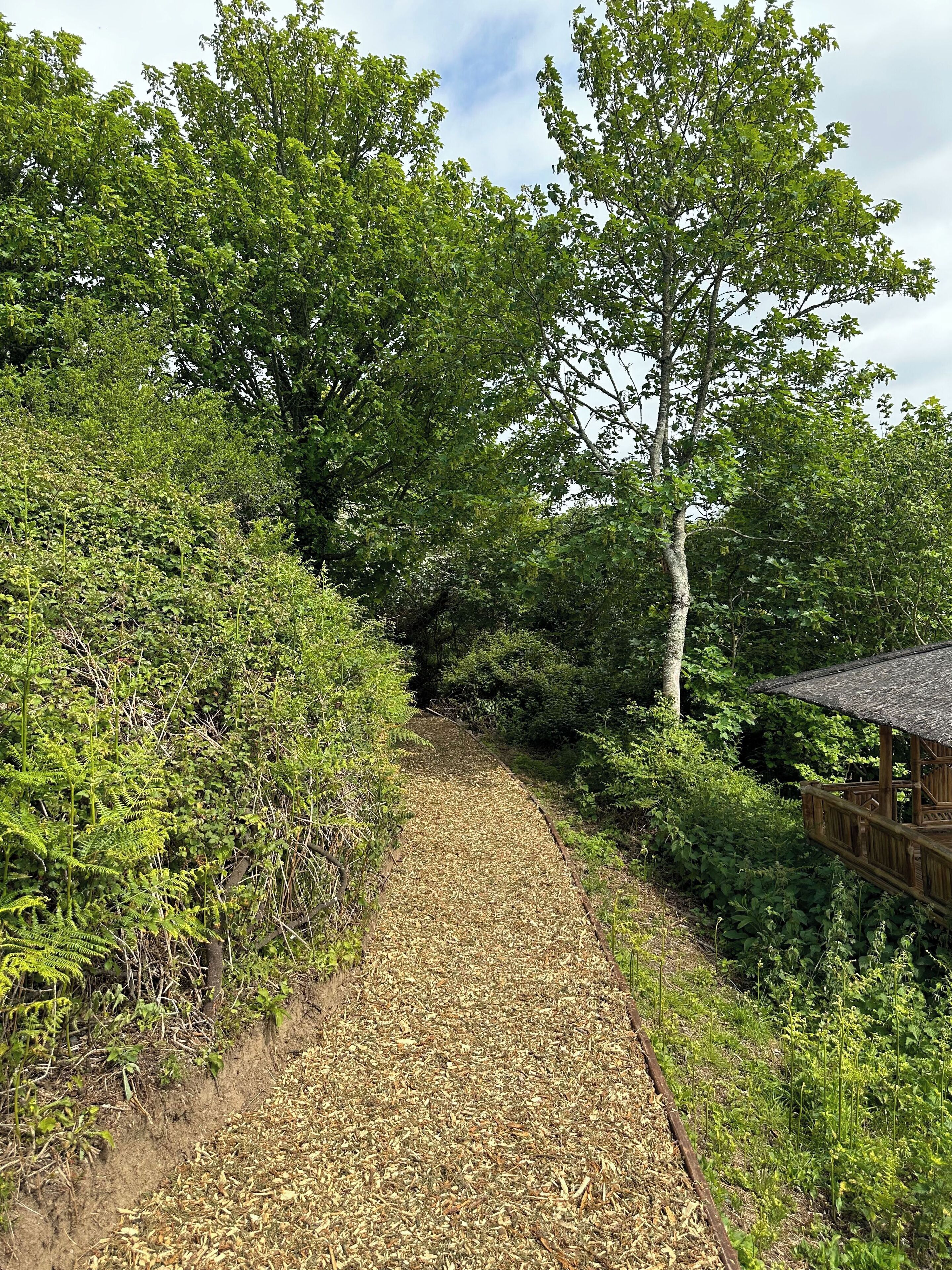 A pathway through a forested area with a wooden structure on the right.