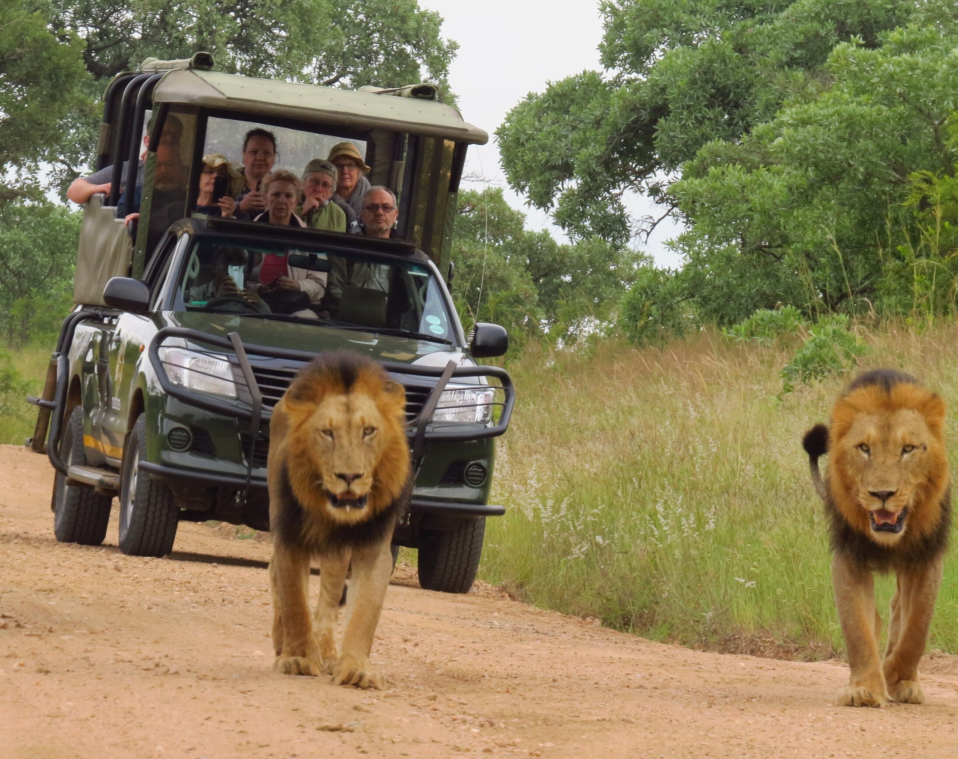 Game drive
