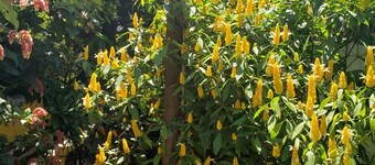 Pousada Plantar e Cuidar