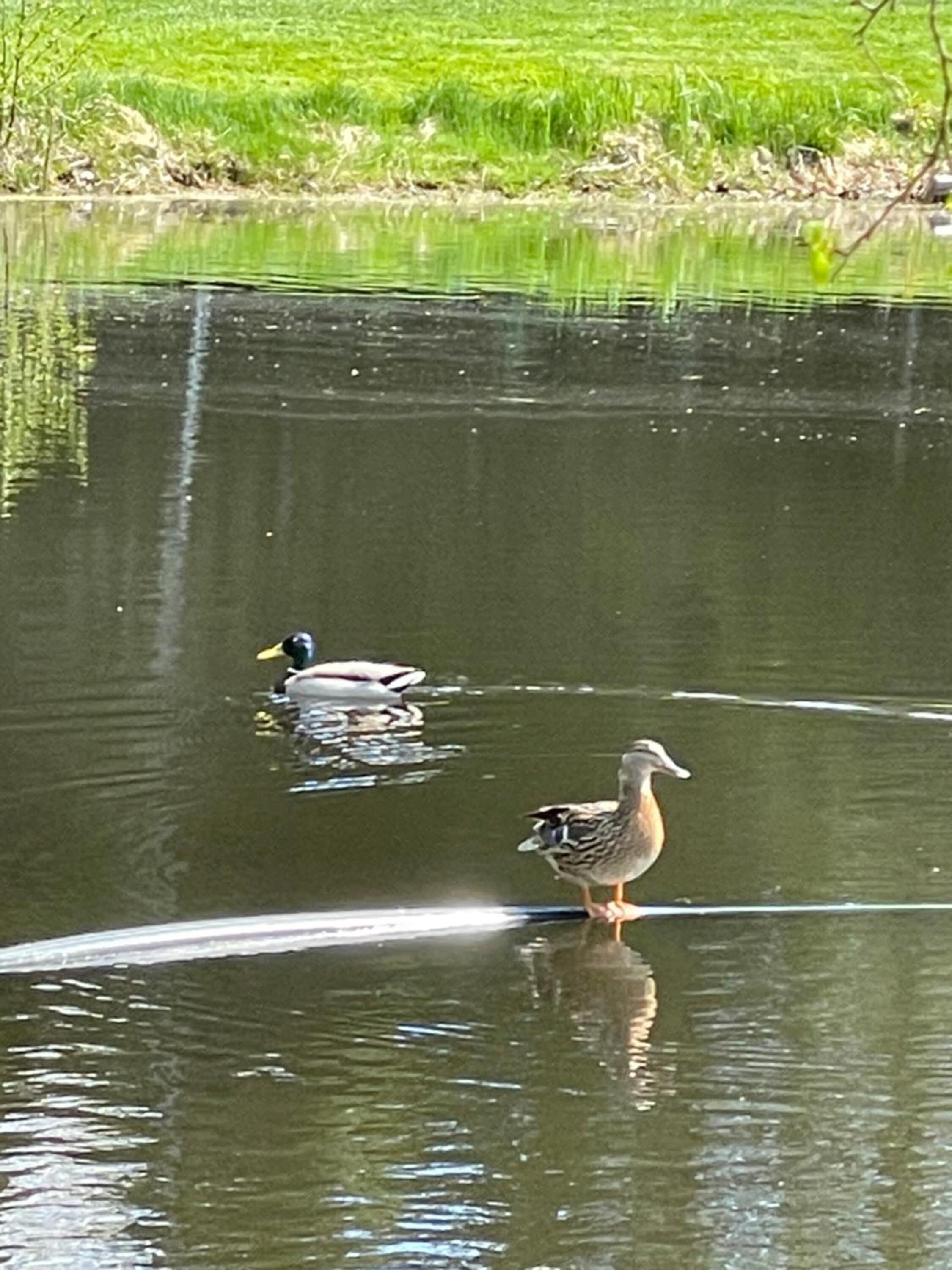 Un estanque con patos y un ave en la orilla.