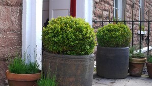A building with large potted plants in front of a white door and a brick wall. - 7 Houses (Armagh)