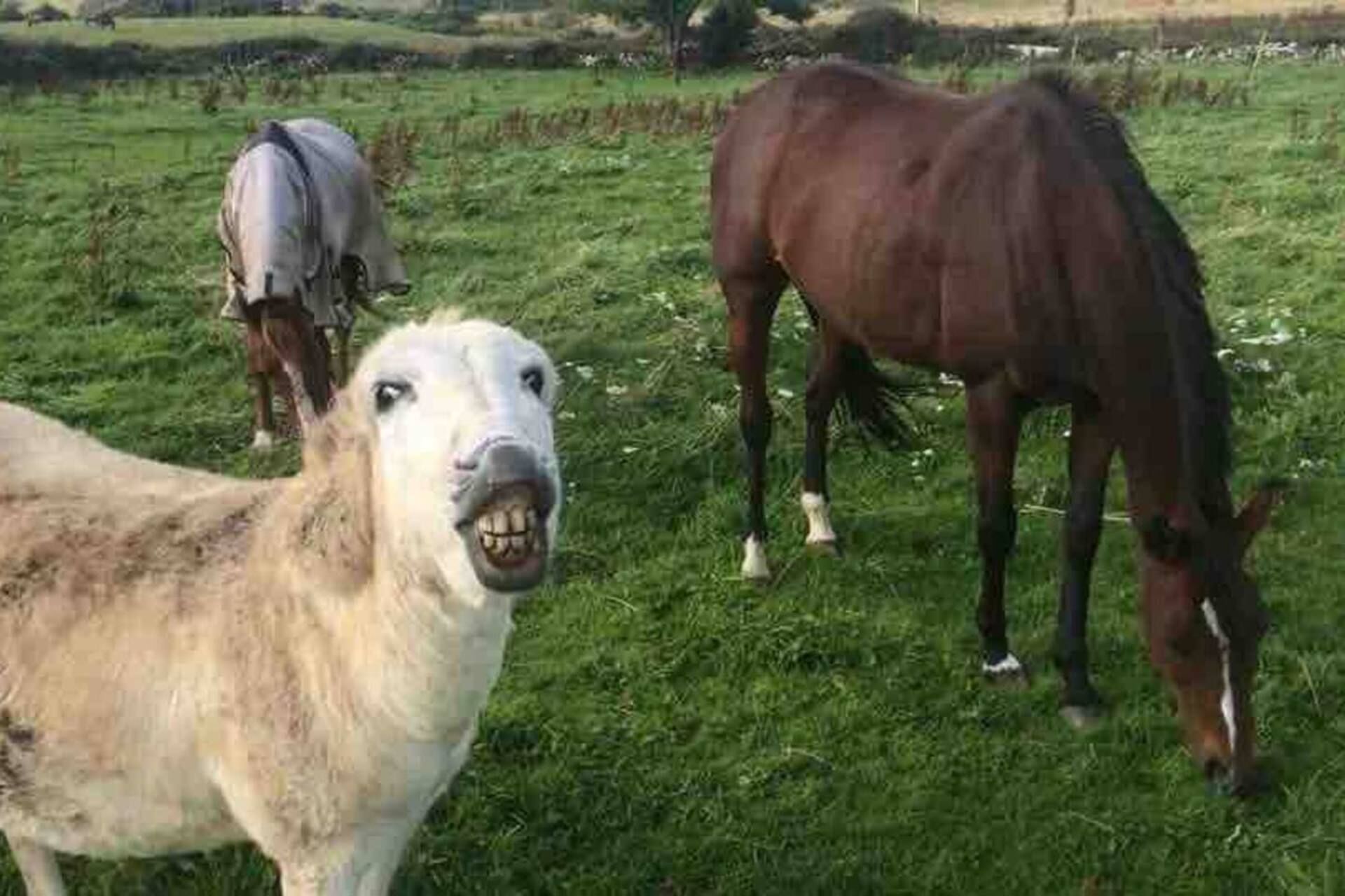 Un écurie avec trois chevaux qui paissent dans un champ herbeux.