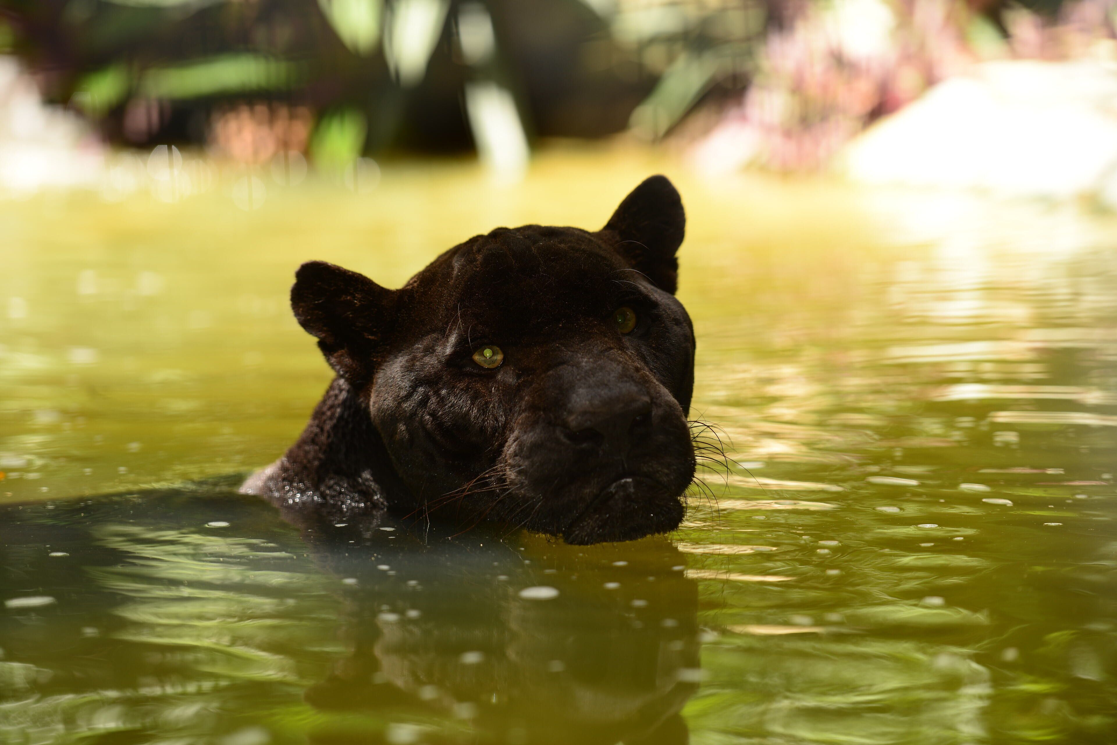 Un puma negro parcialmente sumergido en agua, con un fondo natural desenfocado.