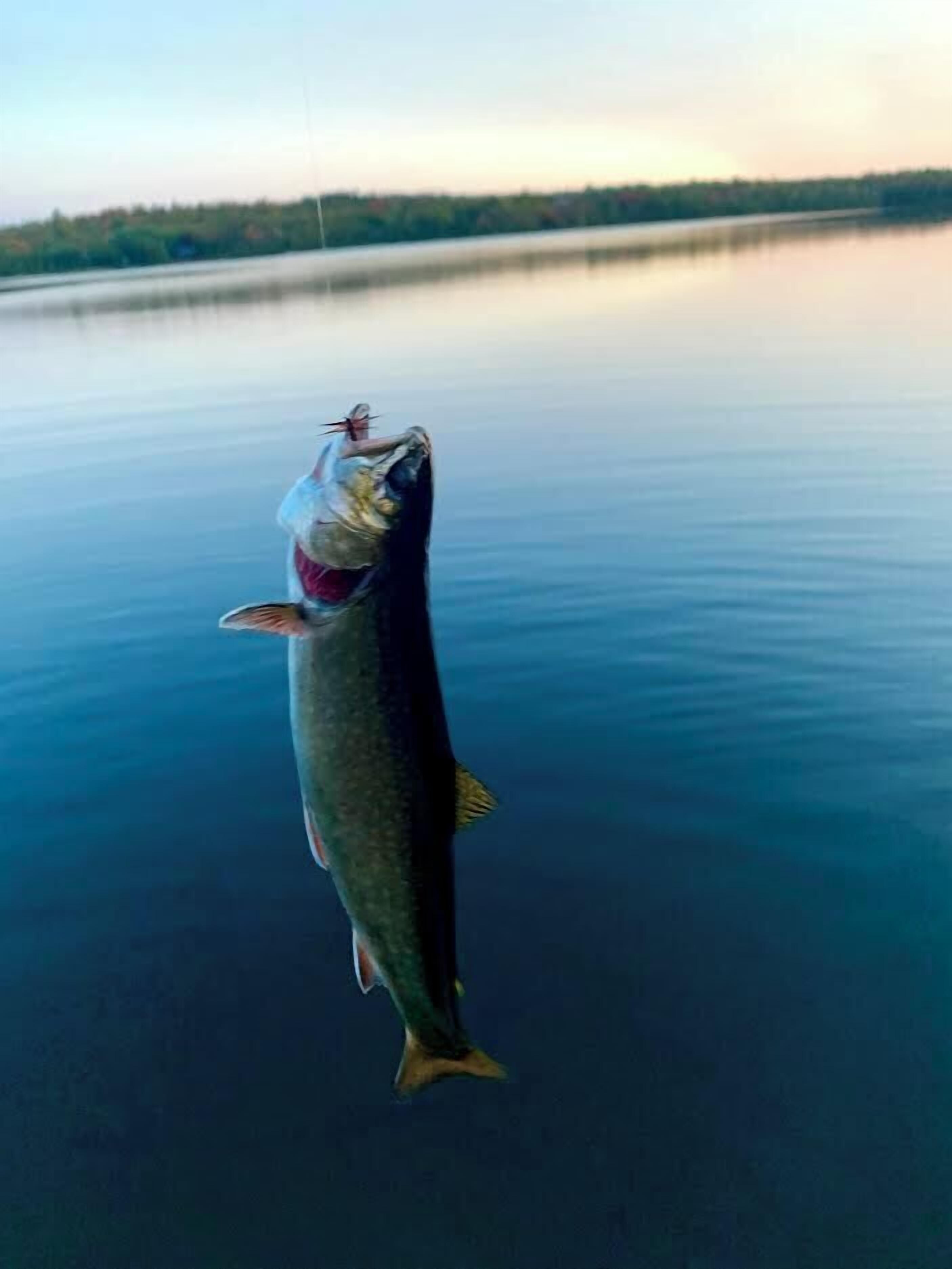 A large fish being reeled in from a calm lake.