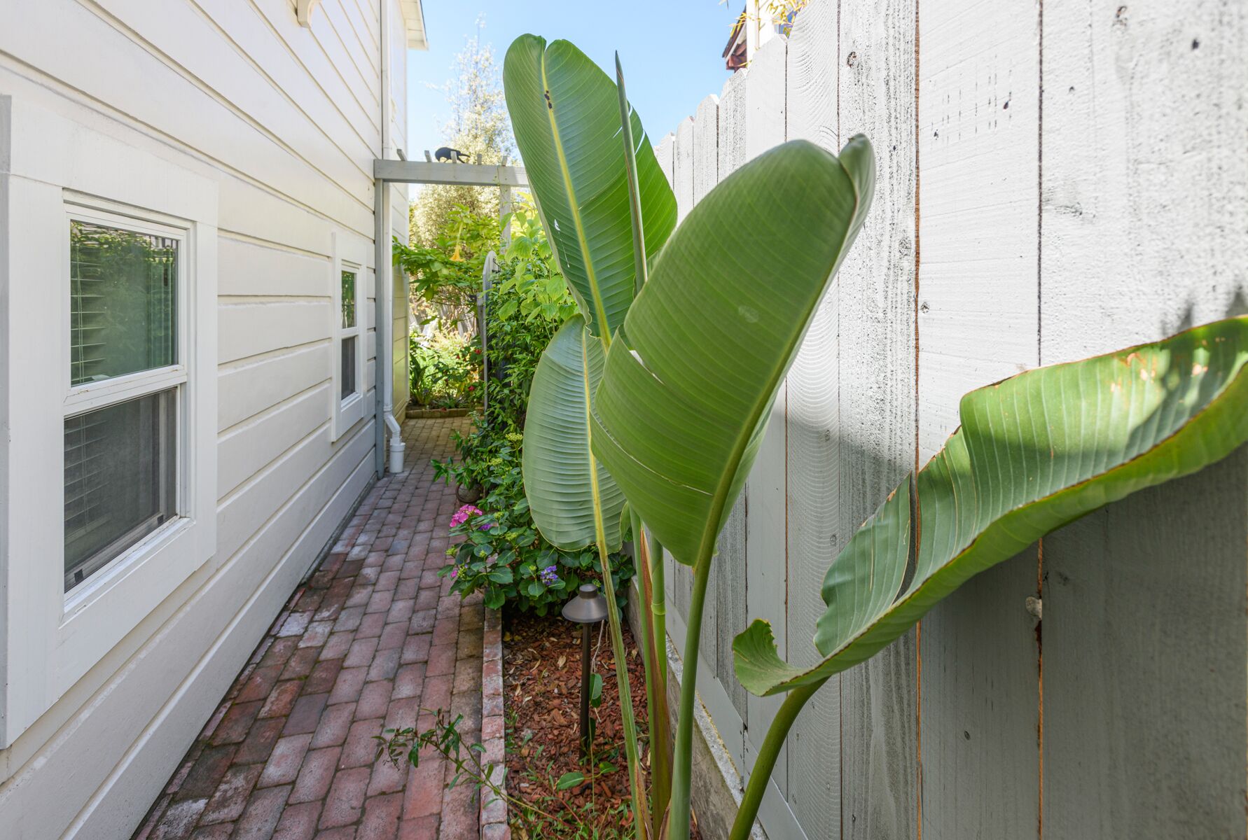 A narrow brick pathway leading to a white house with a wooden fence and large green leaves.