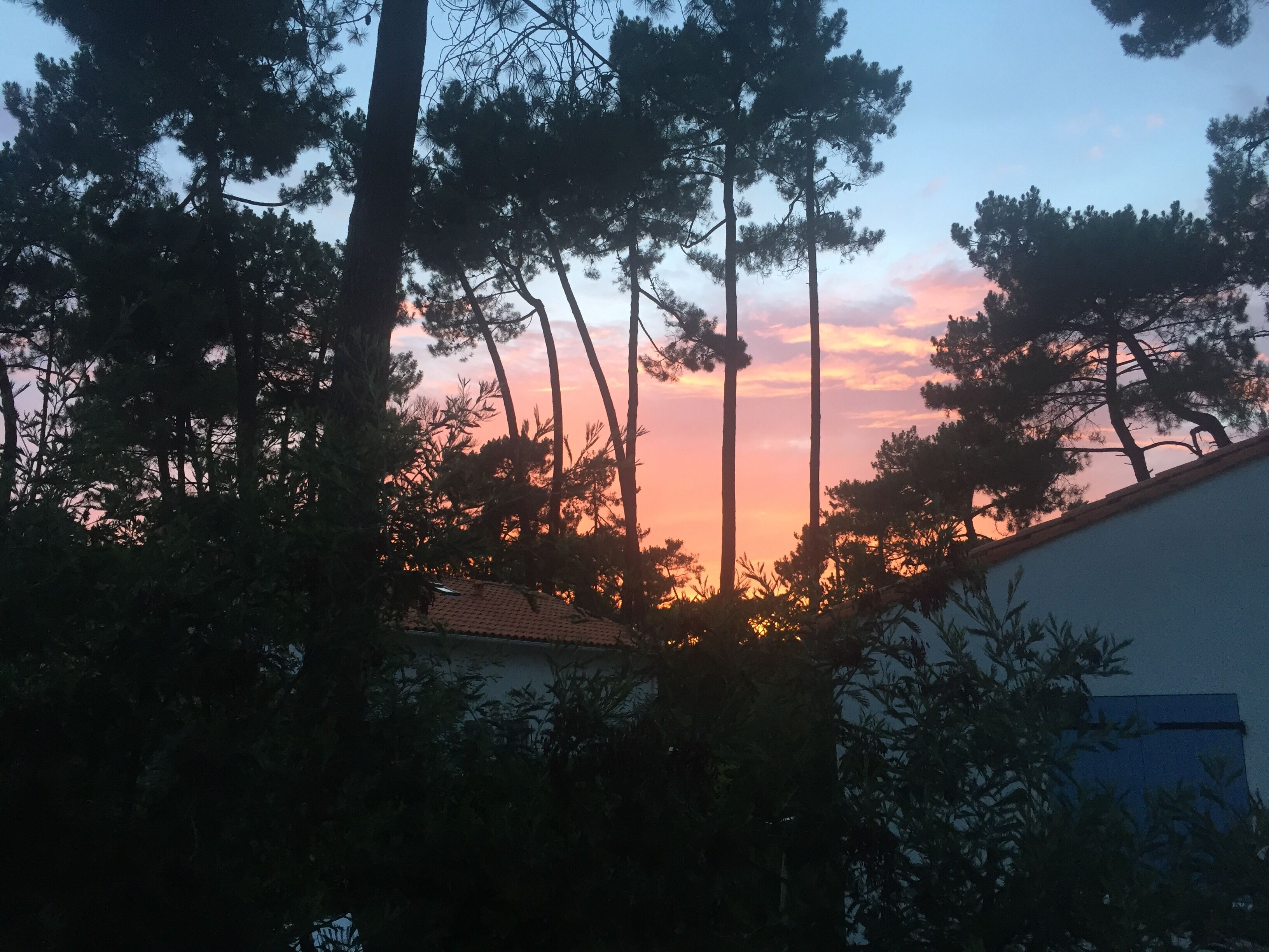S endormir paisiblement avec une vue sur les pins 