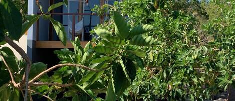 Terrain de l’hébergement