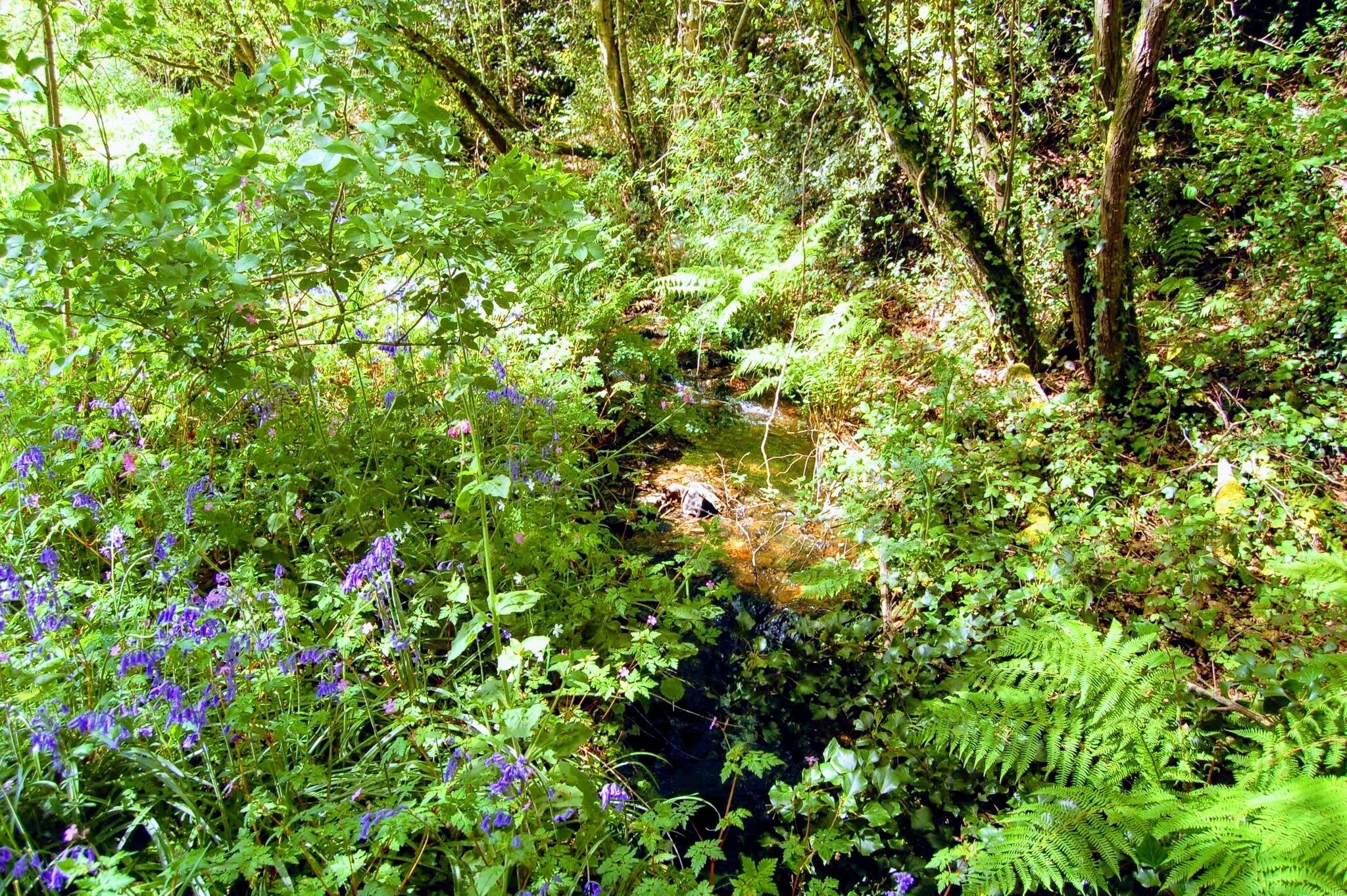 A lush forest with a small stream, dense greenery, and ferns.