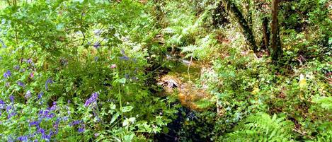 A lush forest with a small stream, dense greenery, and ferns.