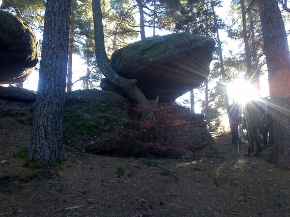 A forested area with a large rock formation and trees. - WELCHE NORDIC (orbey)