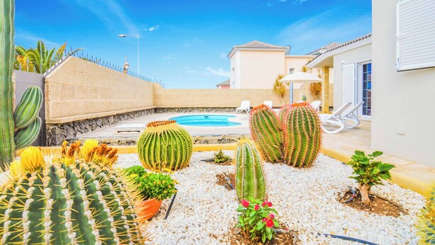 En pool omgivet af forskellige kaktusser og planter, med en klar blå himmel over sig.