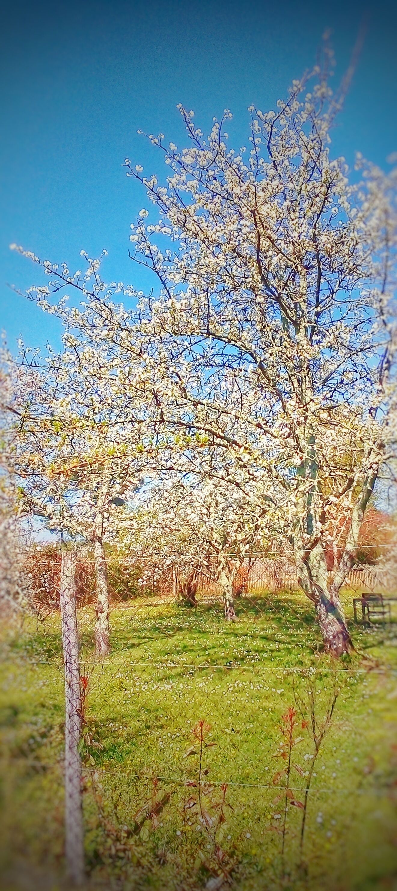 Et træ med hvide blomster i en græsmark.