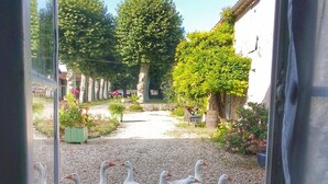 A view of a courtyard with a gravel path, surrounded by greenery and a building with a white facade.