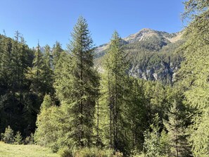 A dense forest with tall evergreen trees and a mountain range in the background.