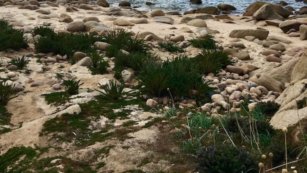 A rocky coastline with a prominent rock formation and a sandy beach with sparse vegetation. - rental in the gulf of valinco in Propriano (Propriano)