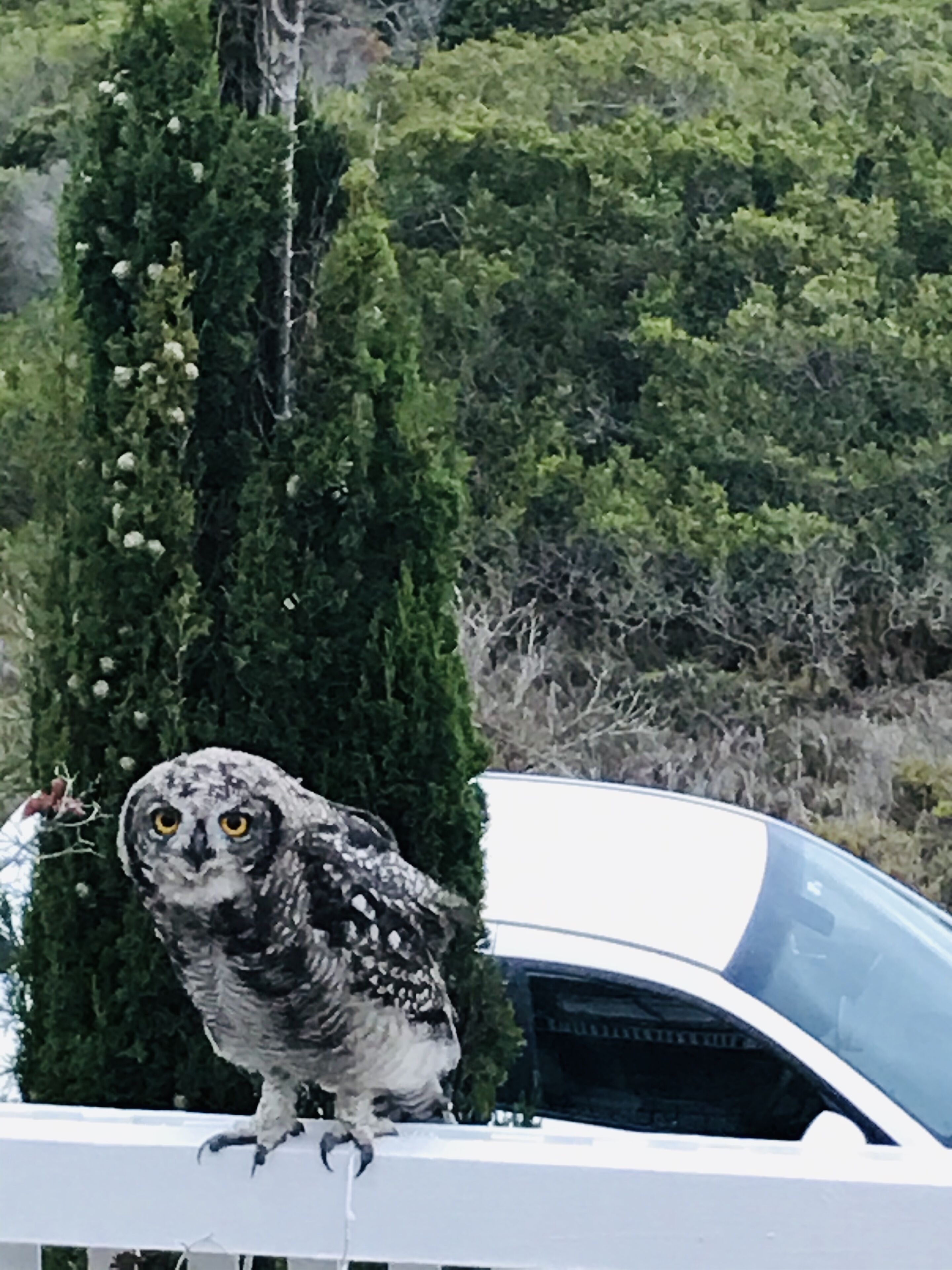 An owl perched on a white vehicle.