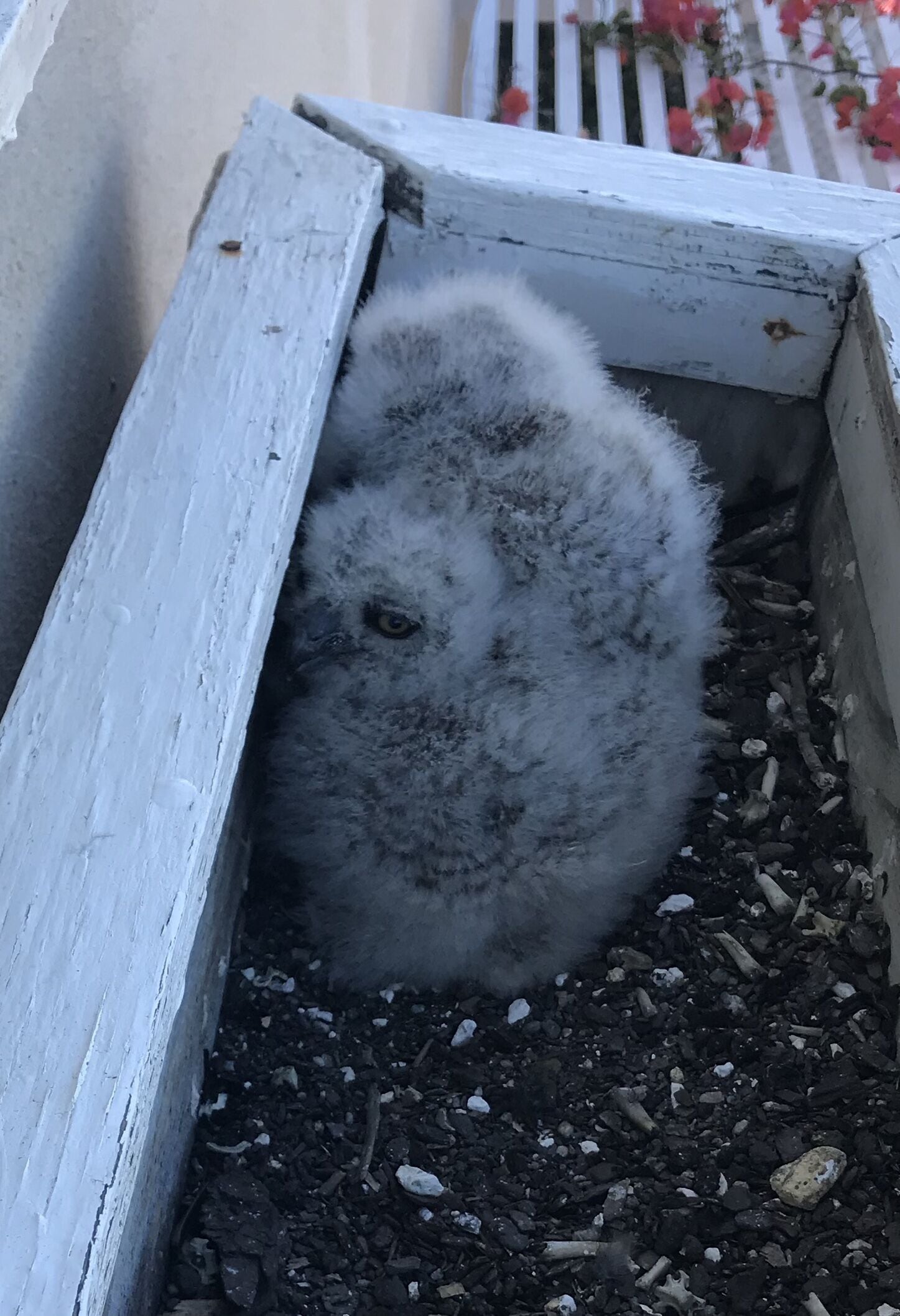 Un animalet petit i esponjós en un recobriment blanc rústic ple de terra.