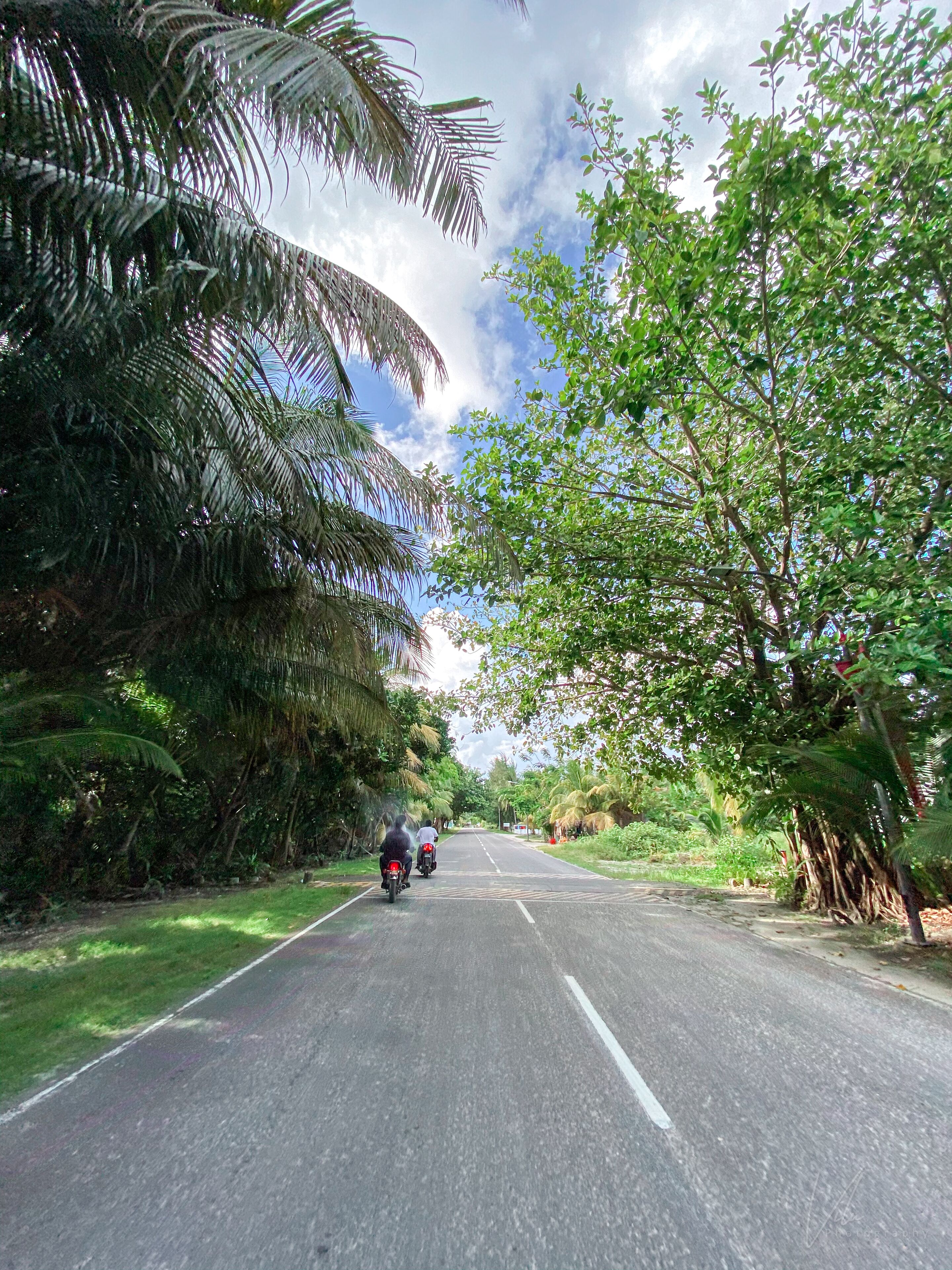 A road flanked by lush greenery and trees.