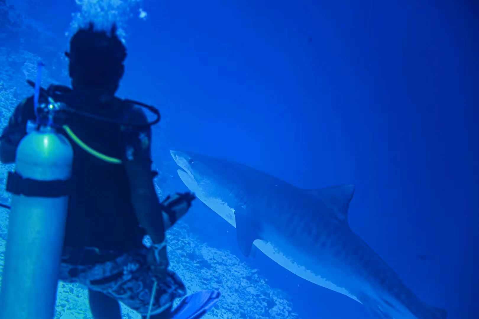 Ein Taucher mit Sauerstofftank und Flossen schwimmt in einer blauen Unterwasserlandschaft in der Nähe eines großen Haifischs.