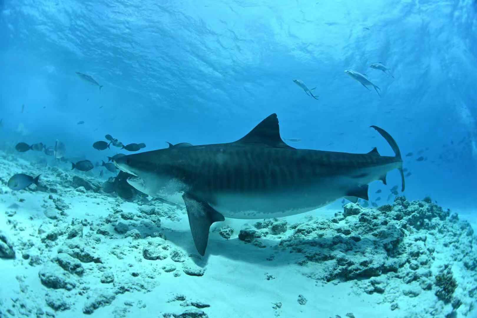 A large shark swimming in clear blue water.
