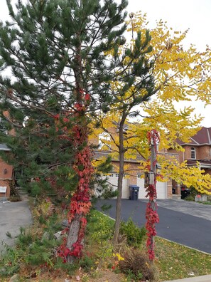 Property grounds -  "Zen-Out" Home (Mississauga)