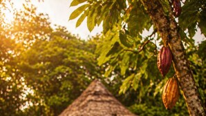 Una mano sosteniendo un cuenco, una estructura con techo de paja y un árbol con vainas de cacao.